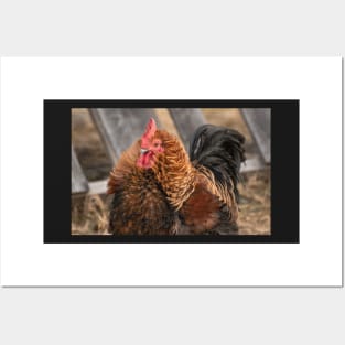chicken Posters and Art